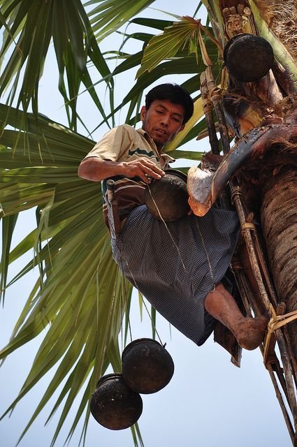 Indonesian farmer collecting palm sap